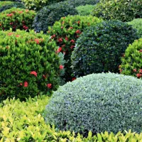Beautiful rose shrubs in the piedmont area of NC and VA. DIY shrub care is hard, but The Green Team is here to help!