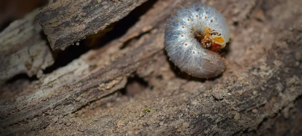 grub laying on a piece of wood