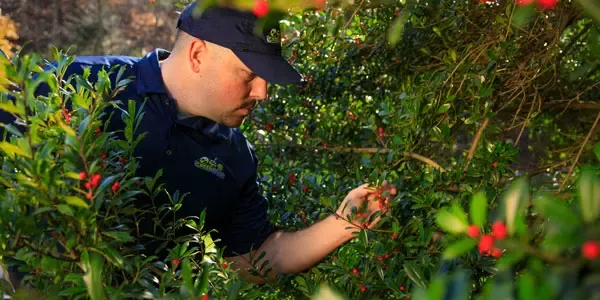 Tech inspecting trees and shrubs