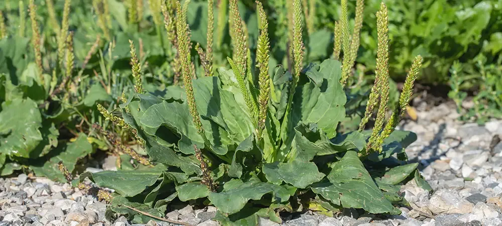 Does Vinegar Kill Weeds?