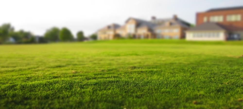 beautiful lawn with no grubs
