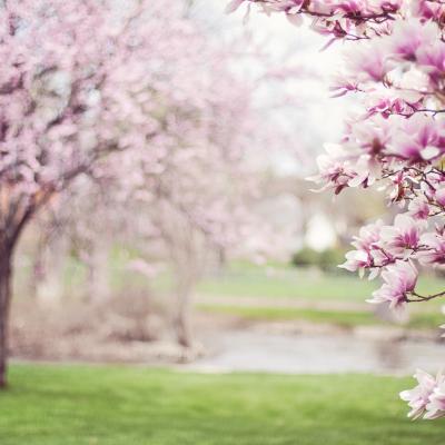 magnolia trees